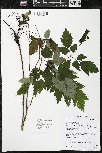 Actaea rubra image