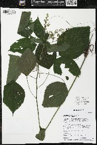 Laportea canadensis image