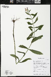 Physostegia virginiana image