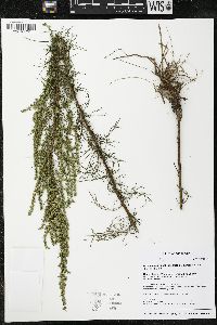 Artemisia campestris image