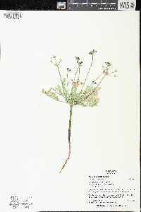 Cymopterus glaucus image