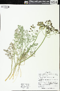 Lomatium papilioniferum image