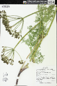 Lomatium multifidum image