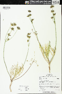 Lomatium bicolor var. leptocarpum image