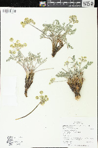 Lomatium foeniculaceum image