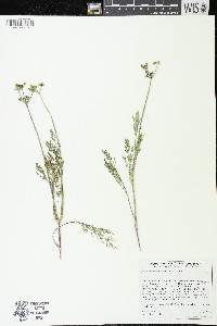 Lomatium utriculatum image