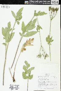 Osmorhiza occidentalis image