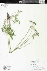 Ligusticum tenuifolium image