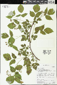 Rubus occidentalis image