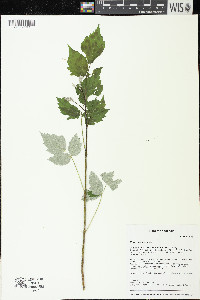 Rubus occidentalis image