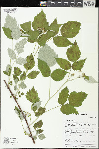 Rubus occidentalis image