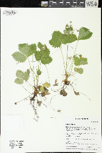 Fragaria vesca image