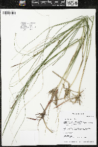 Carex oligosperma image