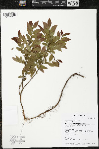 Vaccinium angustifolium image