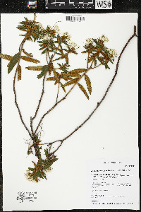 Rhododendron groenlandicum image