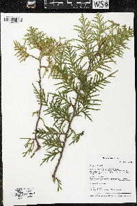 Thuja occidentalis image