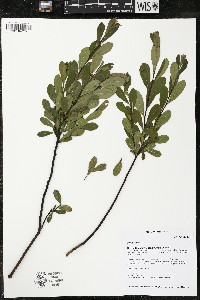 Myrica gale image
