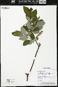 Salix pyrifolia image