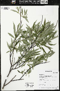 Salix petiolaris image