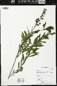 Spiraea alba image