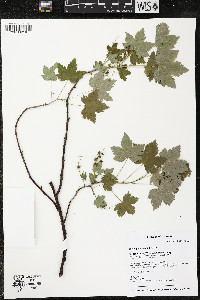 Ribes glandulosum image