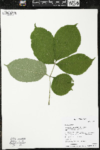 Aralia nudicaulis image