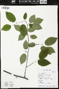 Amelanchier laevis image