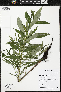 Lysimachia thyrsiflora image