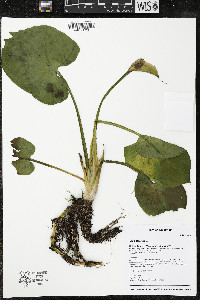 Calla palustris image