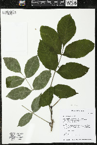 Fraxinus nigra image