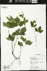 Rubus pubescens image