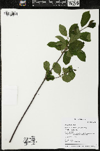 Frangula alnus image