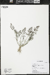 Eragrostis minor image