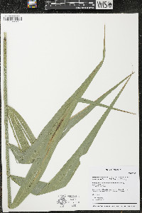 Phragmites australis var. americanus image