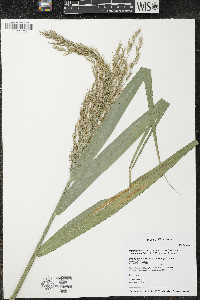 Phragmites australis var. americanus image