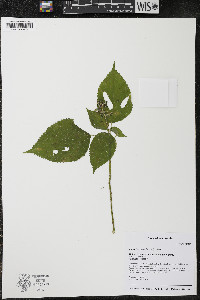 Laportea canadensis image