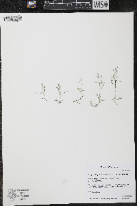 Eragrostis hypnoides image