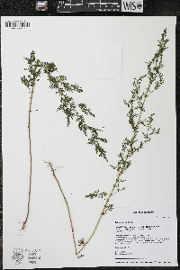 Artemisia annua image