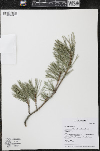 Pinus sylvestris image