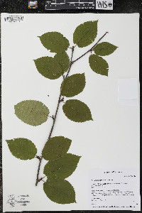 Betula alleghaniensis image