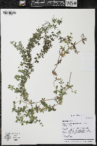 Galium asprellum image