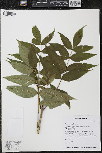 Fraxinus nigra image