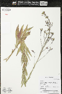 Oenothera gaura image