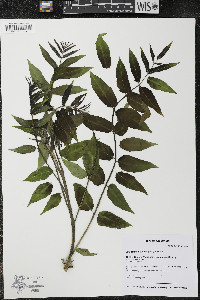 Ailanthus altissima image