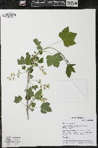 Ribes americanum image