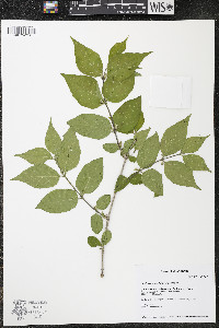 Lonicera maackii image