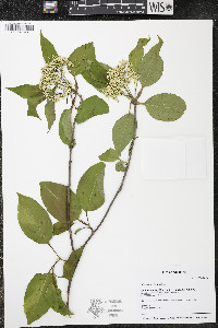 Viburnum lentago image