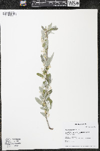 Elaeagnus umbellata image