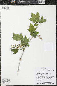 Ribes americanum image