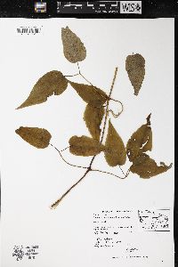 Clematis occidentalis image